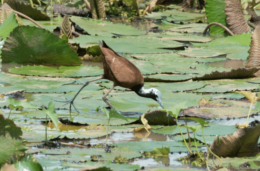 burung madagascar jacana