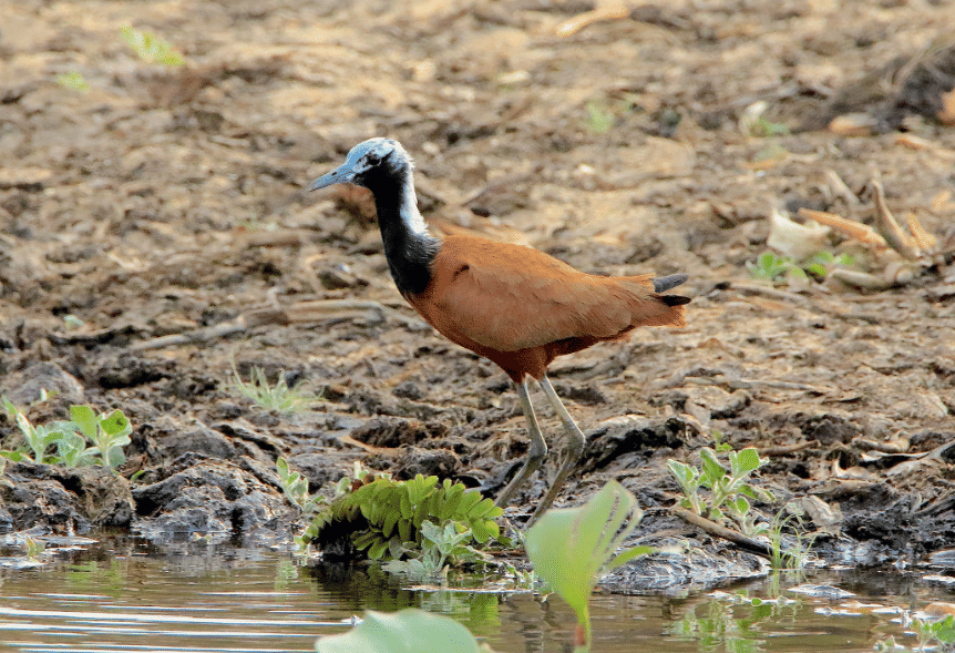 burung madagascar jacana