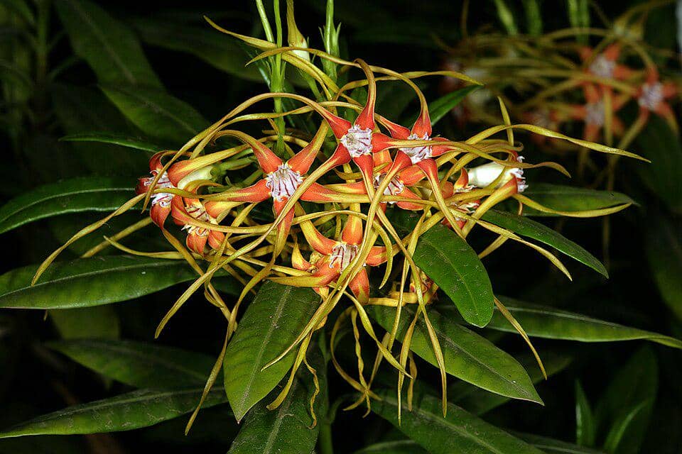 5 Fakta Common Poisonrope, Bunga Cantik dengan Sentuhan Beracun