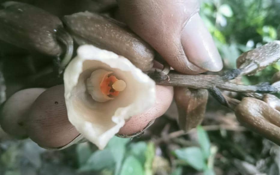 BB TNBTS Temukan Dua Spesies Anggrek Baru di Lereng Semeru