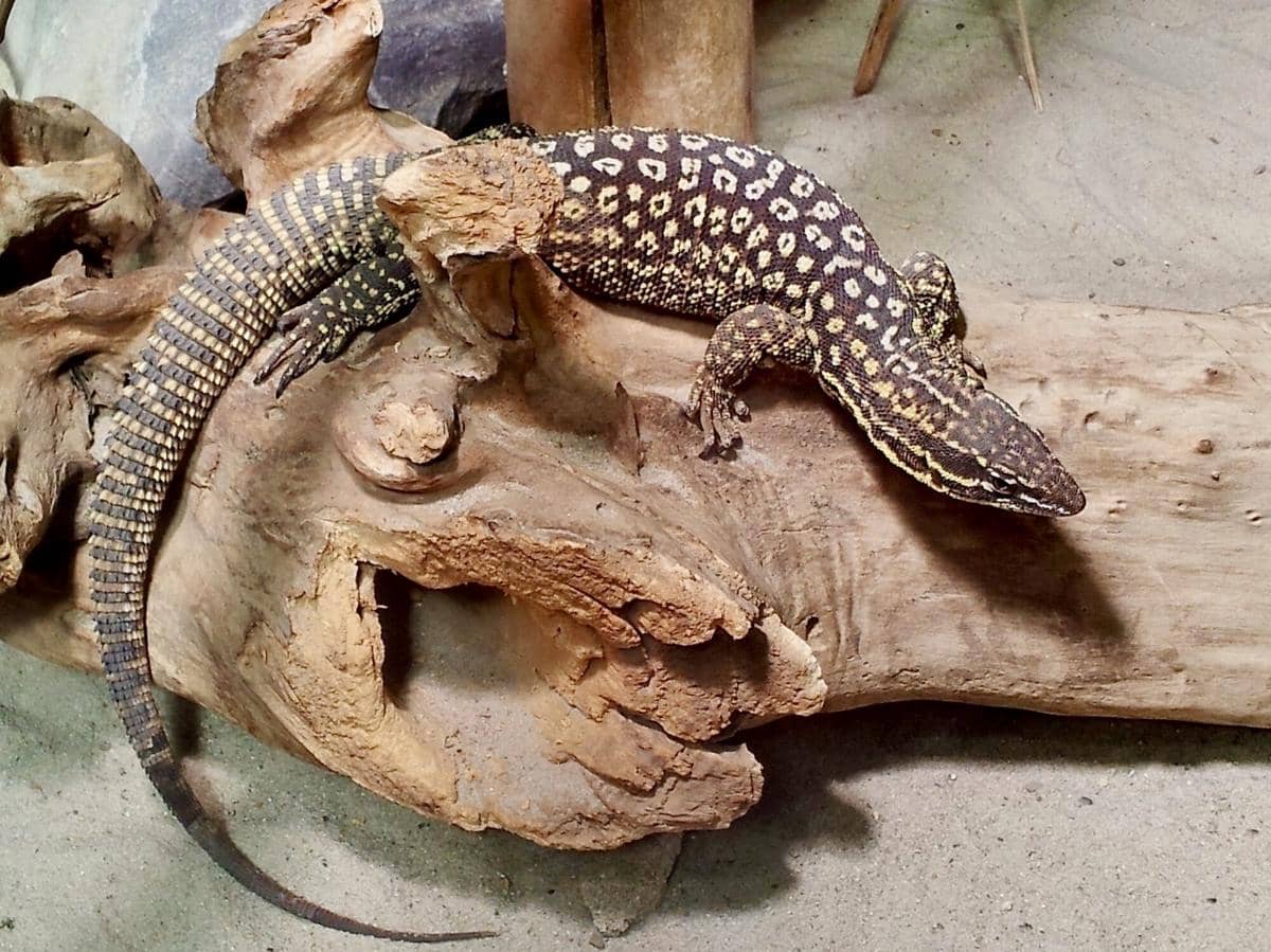 5 Fakta Spiny Tailed Monitor, Kadal yang Mampu Hidup Tanpa Banyak Air