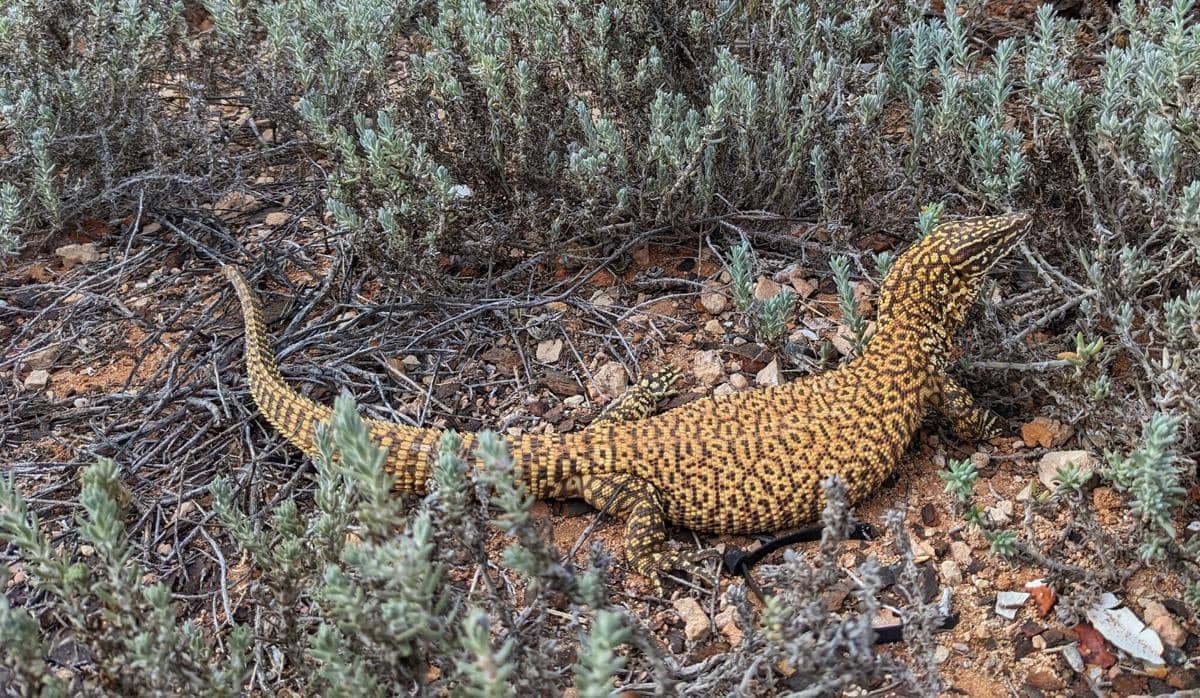 Spiny-Tailed Monitor