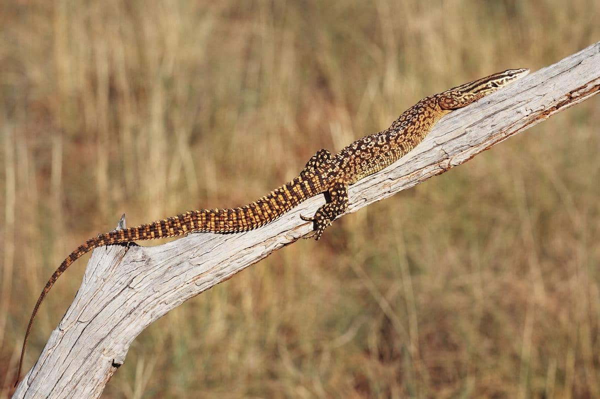 Spiny-Tailed Monitor