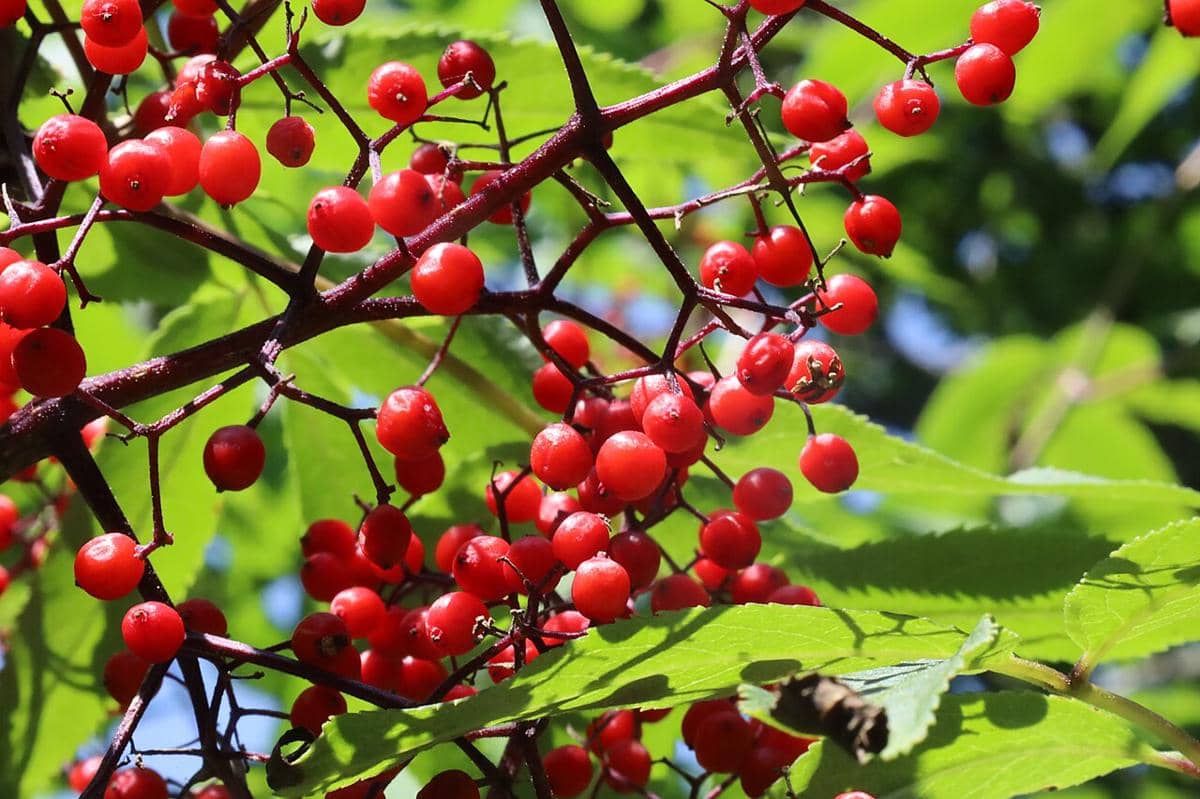 5 Fakta Red Baneberry, Senjata Berburu Tradisional Suku Asli Amerika