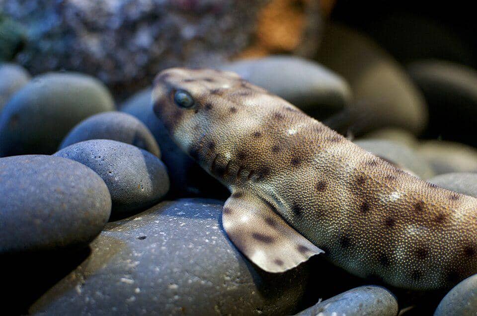 Ikan swell shark sedang beristirahat.