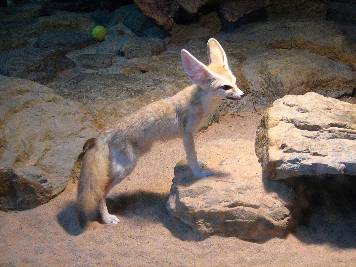 Rubah fennec