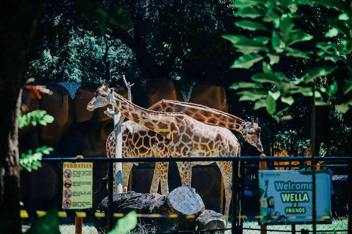 Surabaya Buka Rekrutmen Nasional Dirut KBS, Syarat Perhatian ke Satwa