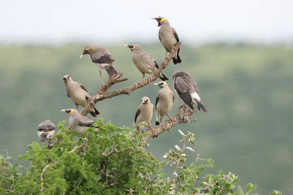 Burung Creatophora cinerea