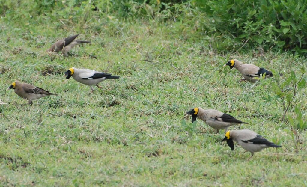 Burung Creatophora cinerea