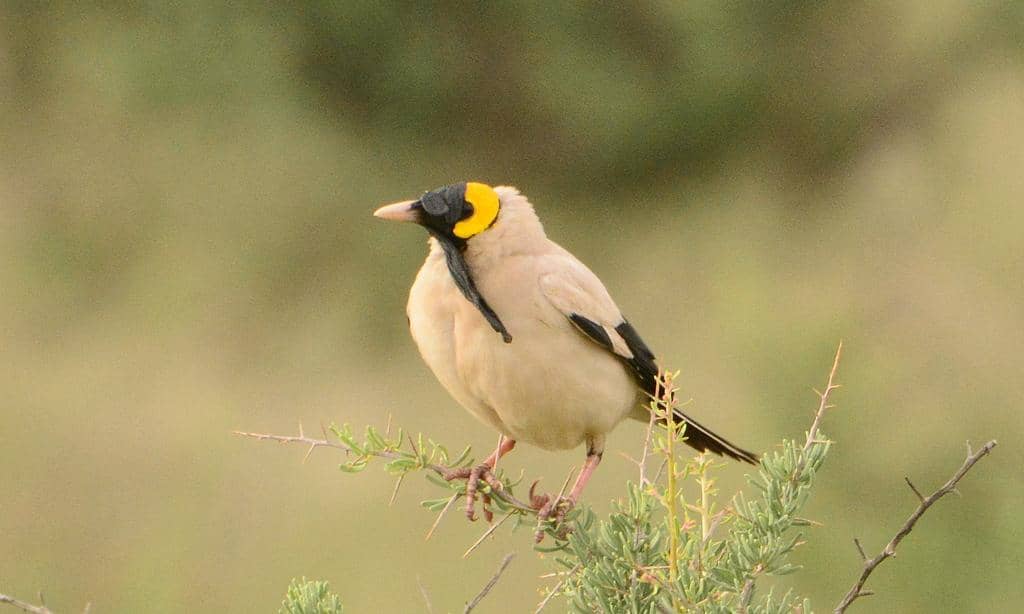 Burung Creatophora cinerea