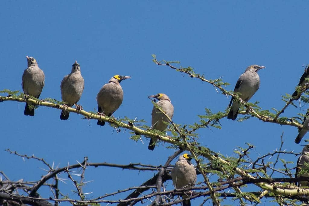 Burung Creatophora cinerea