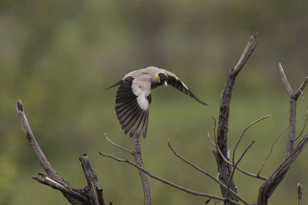 Burung Creatophora cinerea