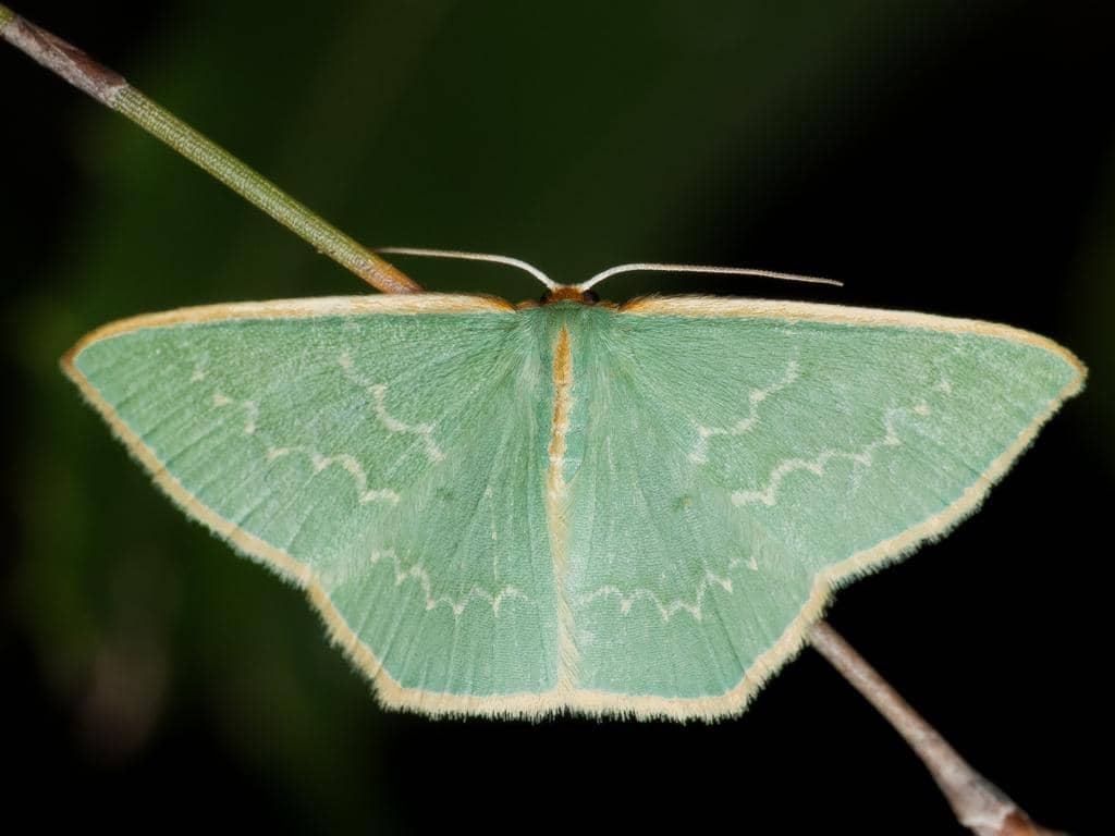 5 Fakta Guenee's Emerald, Ngengat Zamrud yang Ahli Menyamar di Alam