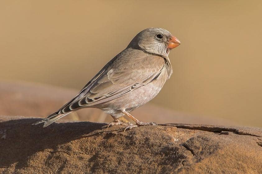 5 Fakta Trumpeter Finch, Penghuni Gurun Berbatu di Tiga Benua
