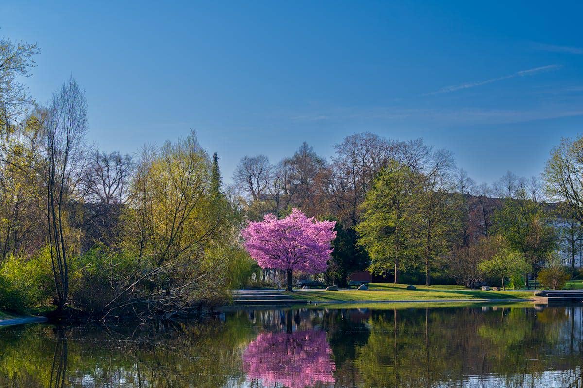 ilustrasi wisata musim semi