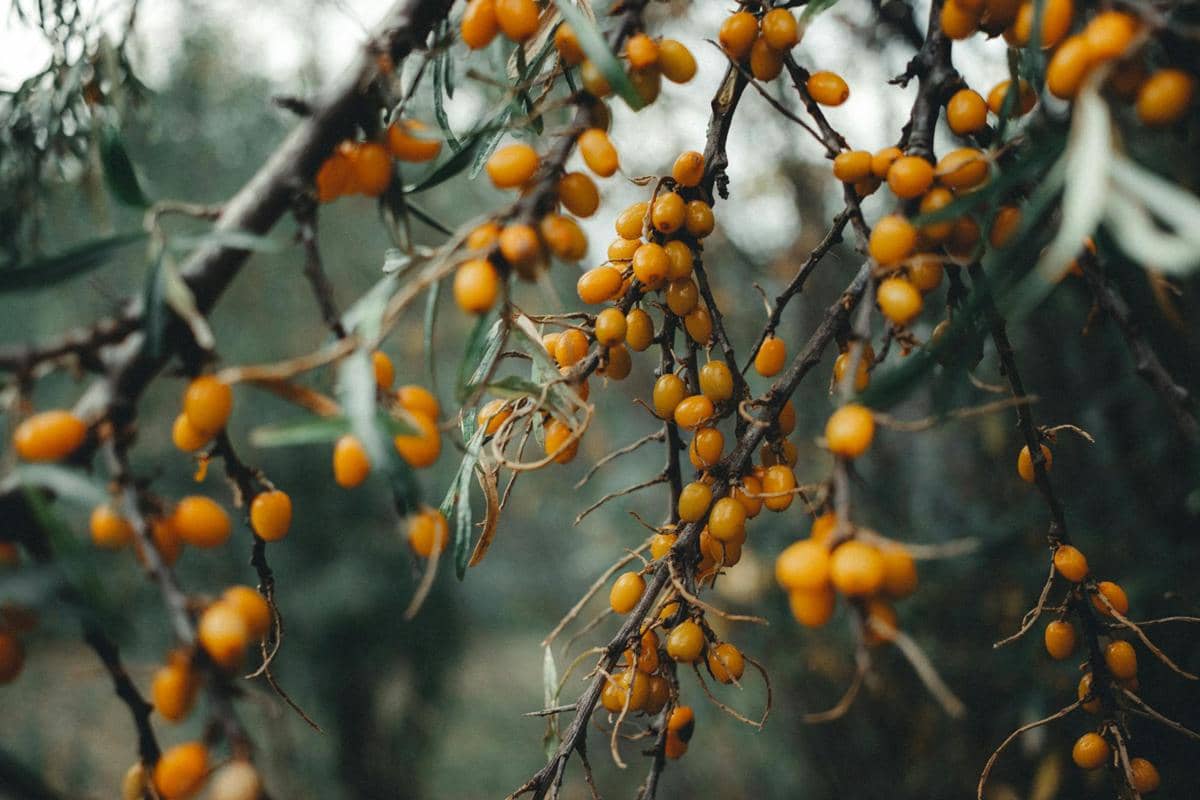 ilustrasi tanaman sea buckthorn