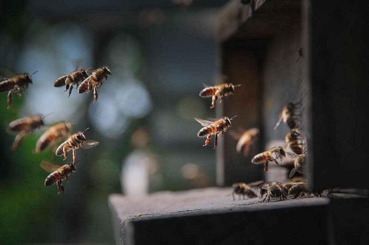 ilustrasi lebah madu