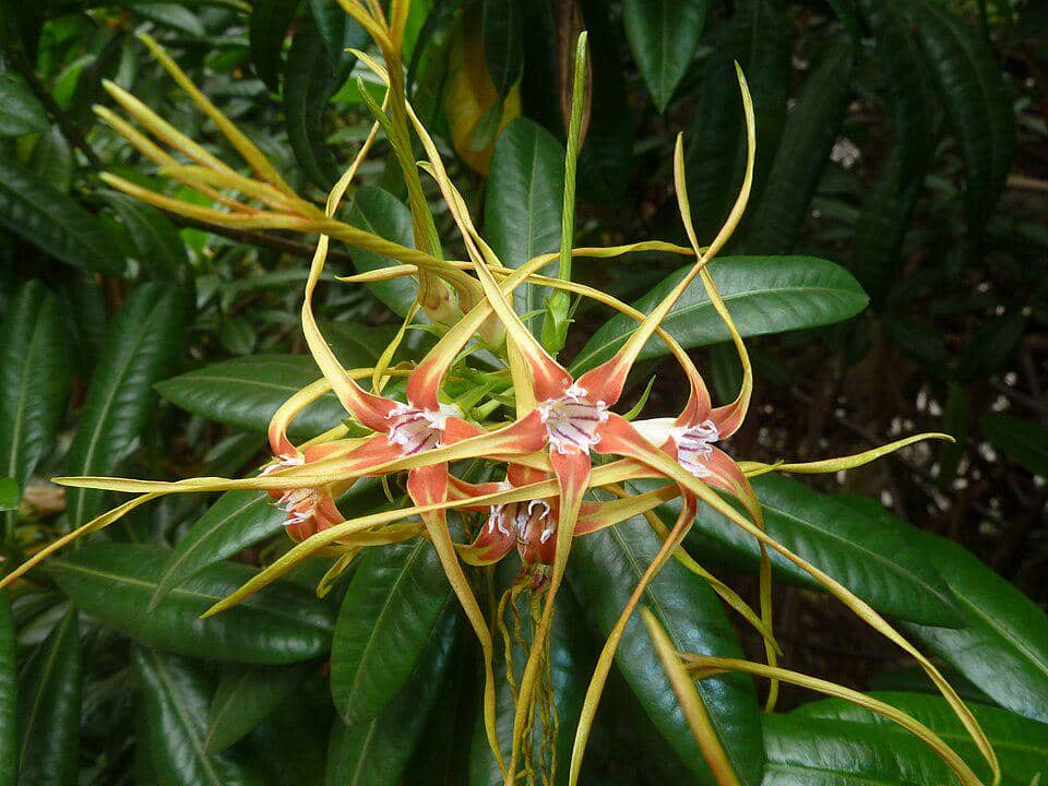 Bunga Strophanthus speciosus