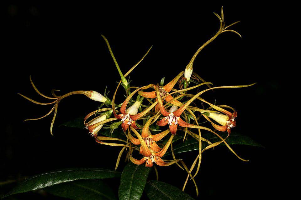 Bunga Strophanthus speciosus