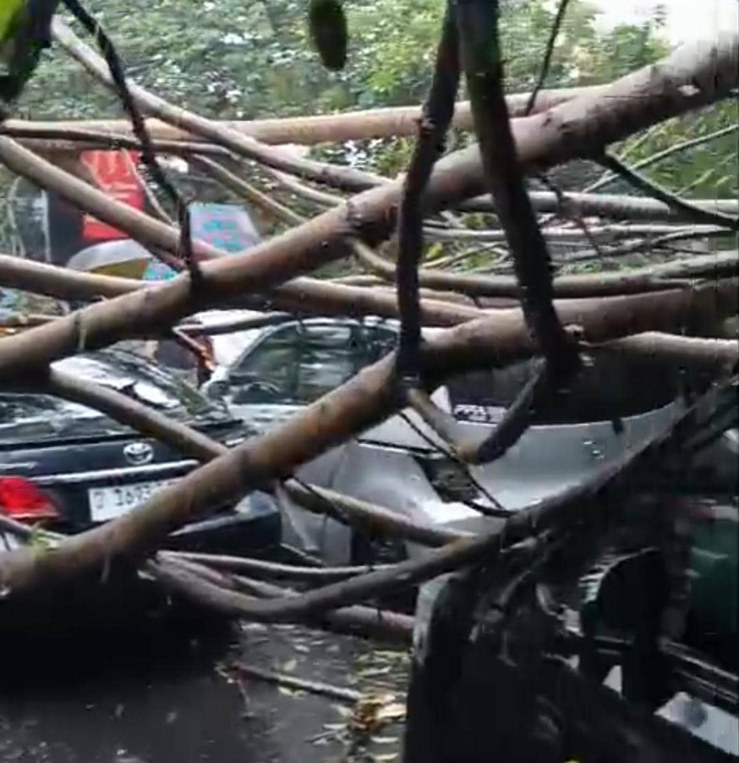 Hujan Deras, Pohon Tumbang Tutup Akses Bandung-Lembang