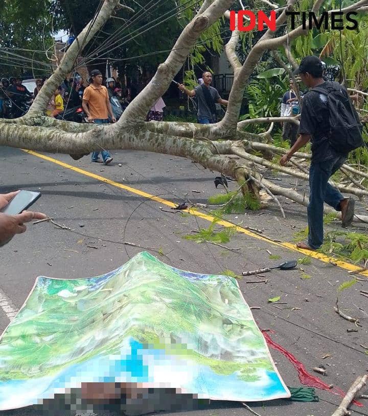 Cuaca Ekstrem, Seorang Warga Lombok Tengah Tewas Tertimpa Pohon