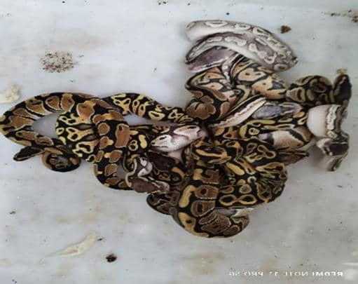 Gakkum Kehutanan Gagalkan Penyelundupan 202 Reptil ke Dubai 