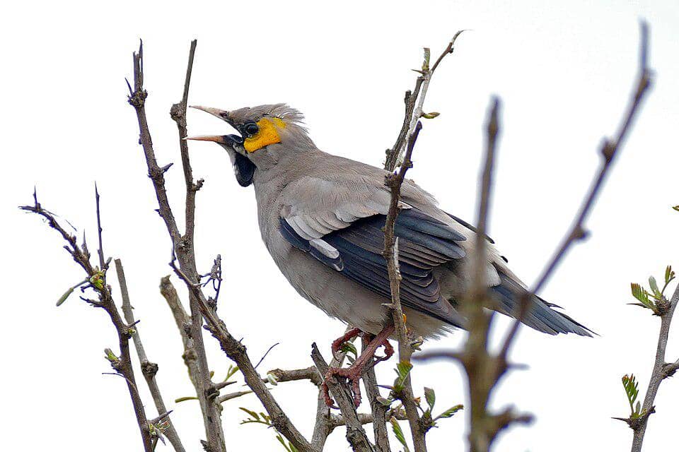 5 Fakta Wattled Starling, Burung Nomaden yang Mengikuti Serangga