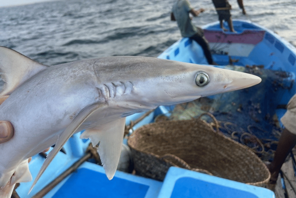 5 Fakta Unik Hiu Susu, Panjang Maksimalnya Tak Mencapai 2 Meter