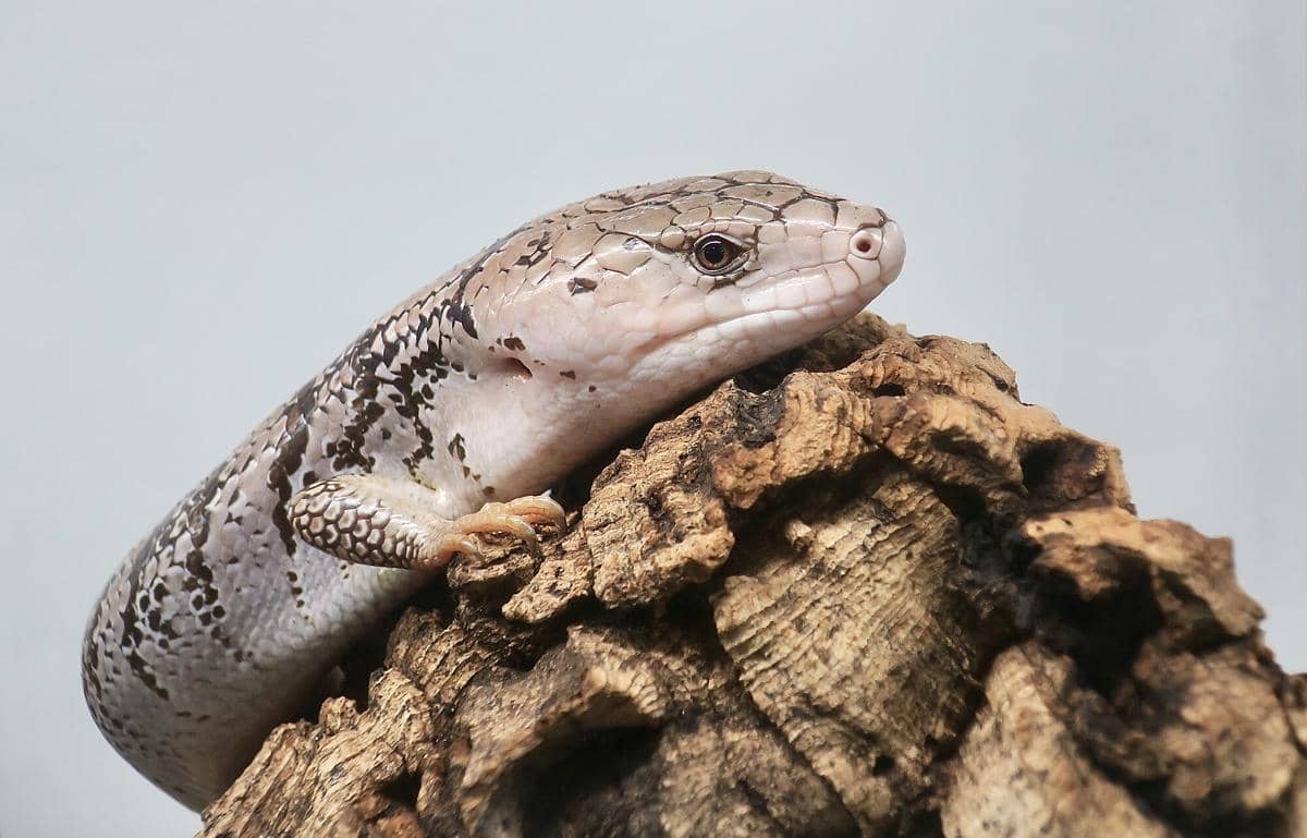 Pink-tongued Skink