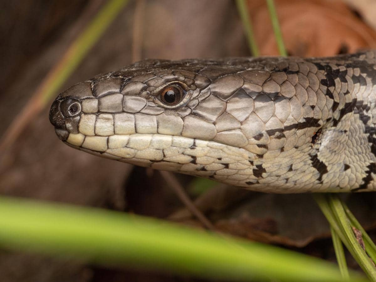 Pink-tongued Skink