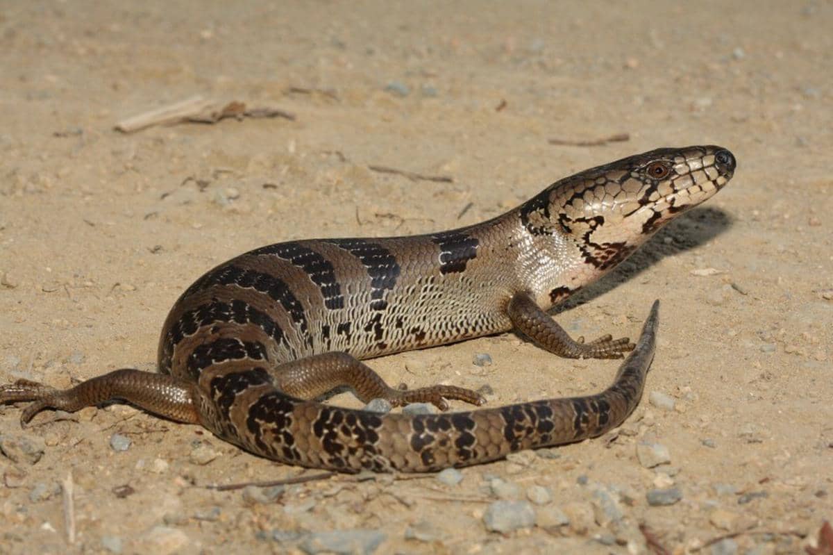 Pink-tongued Skink