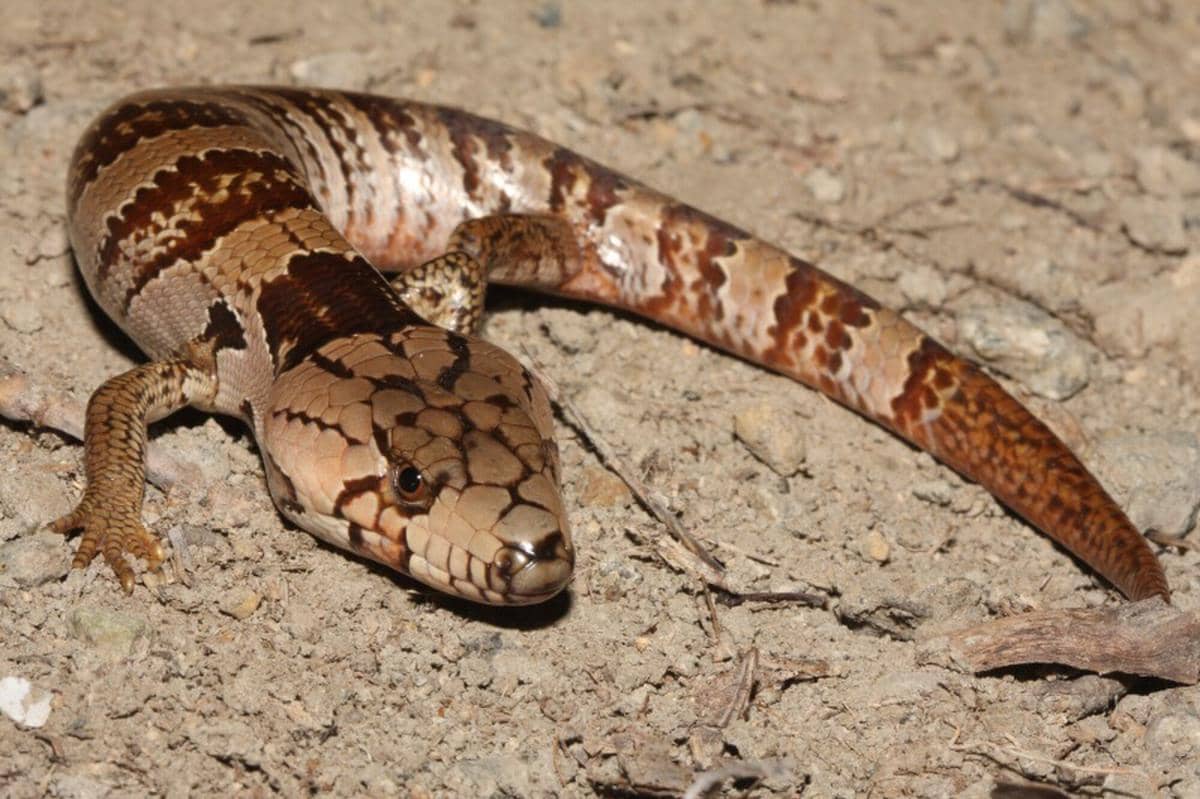 5 Fakta Pink Tongued Skink, Kadal Pemburu Siput yang Jago Memanjat