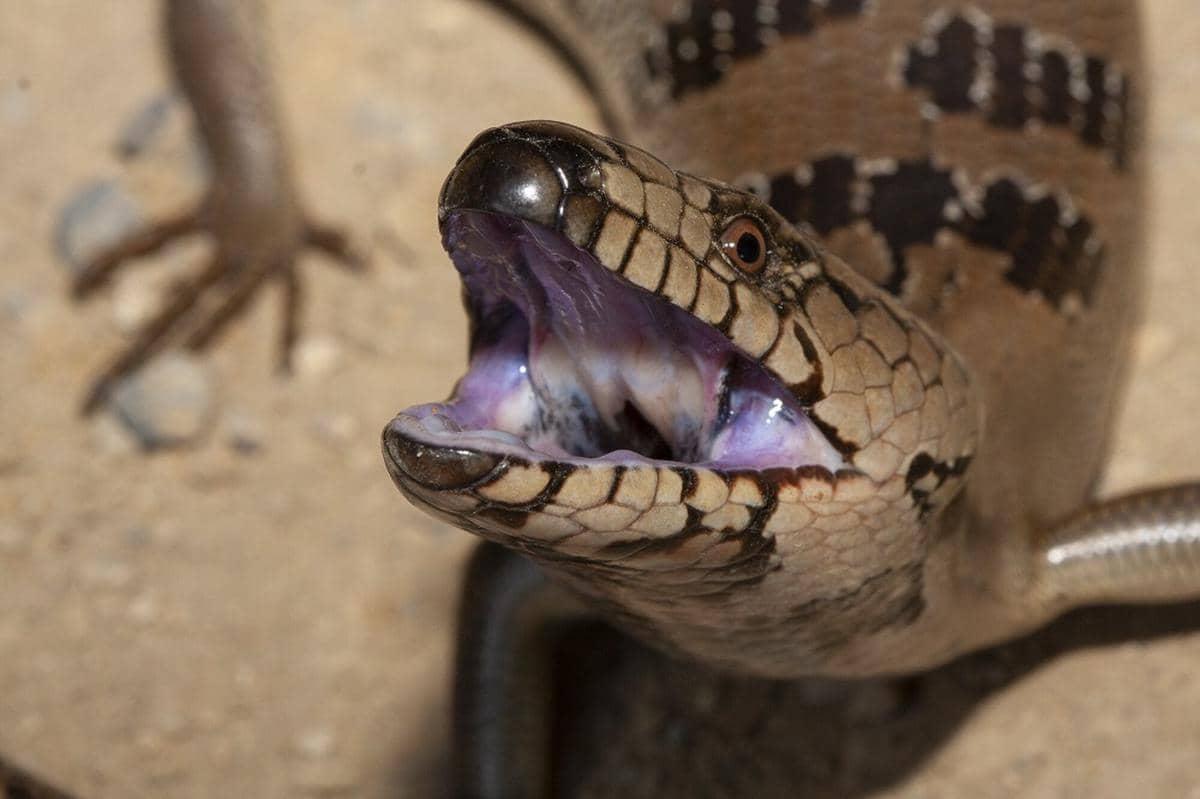 Pink-tongued Skink