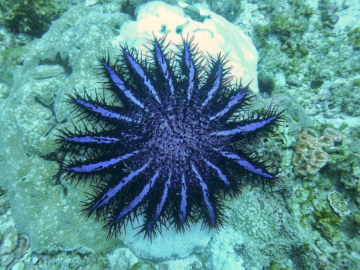 5 Fakta Bulu Seribu, Hewan Beracun Perusak Terumbu Karang