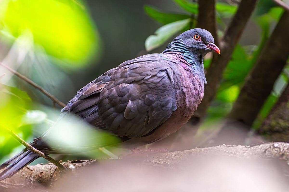 potret burung merpati laurel, salah satu spesies endemik yang hidup di hutan Garajonay