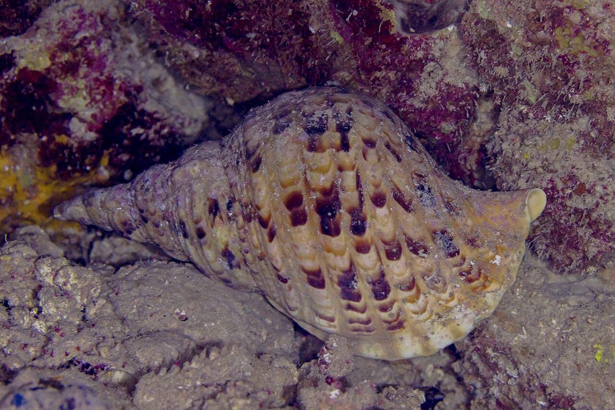 potret siput triton raksasa, salah satu predator alami bulu seribu