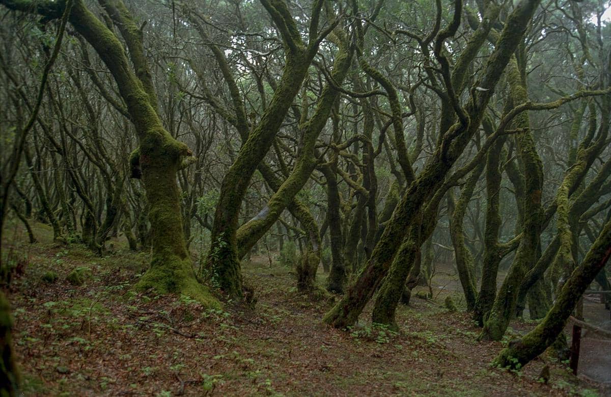 potret hutan laurel purba di Taman Nasional Garajonay yang masih bertahan hingga kini