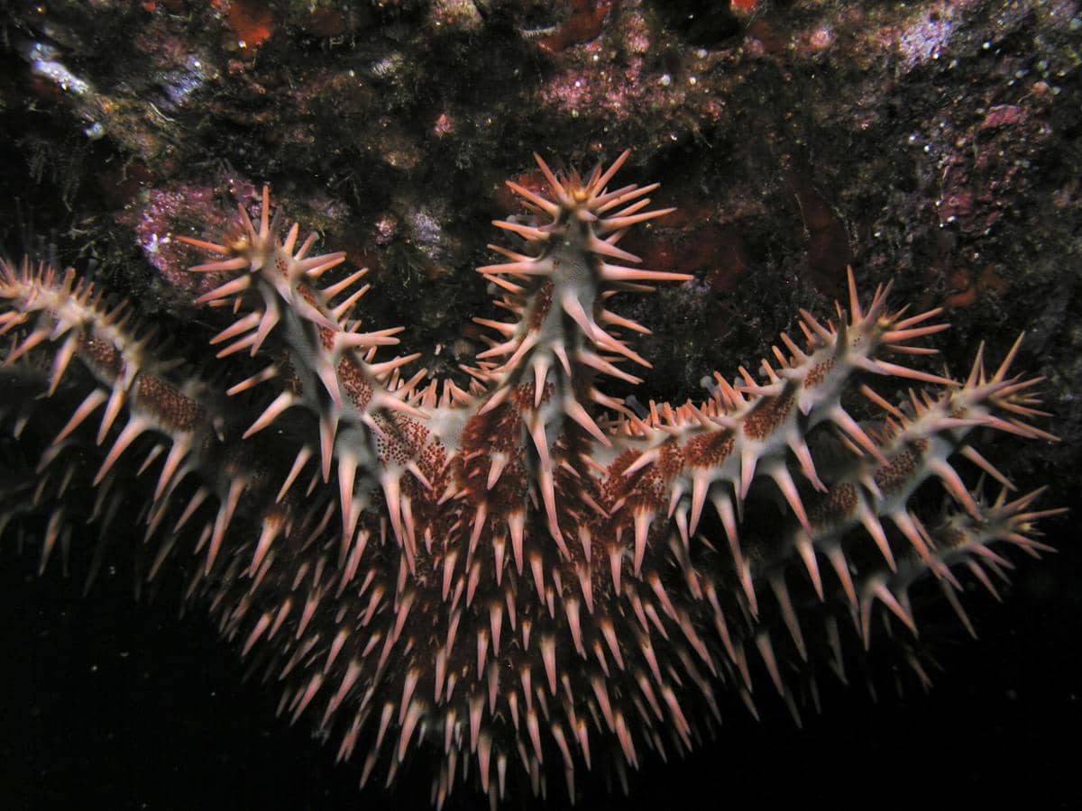 potret bulu seribu dengan duri-duri tajam beracun yang menutupi seluruh permukaan tubuhnya