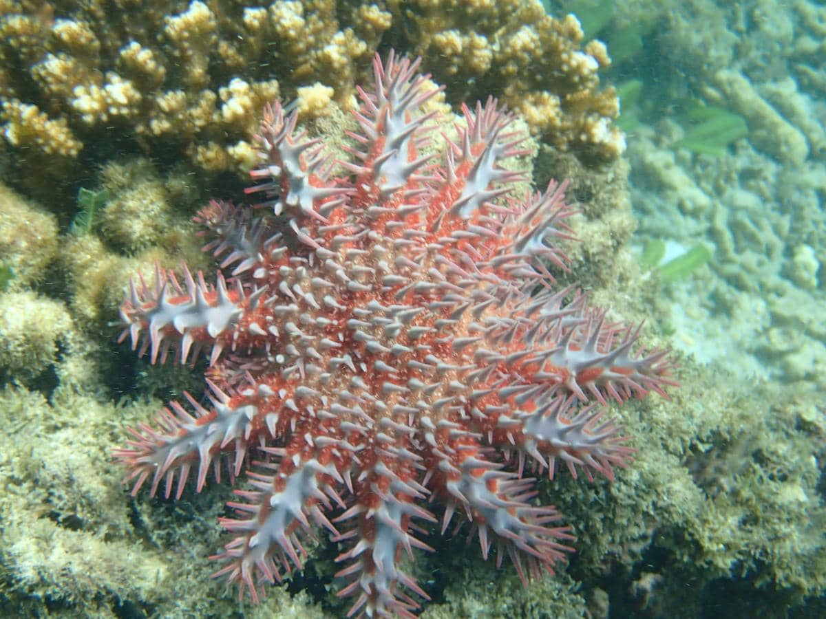 potret bulu seribu yang menempel pada karang sebagai sumber makanannya