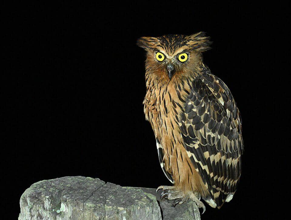 5 Fakta Buffy Fish Owl, Burung Hantu Unik yang Jago Menangkap Ikan