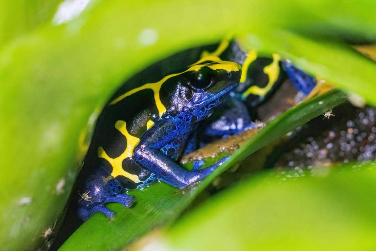 Poison frogs