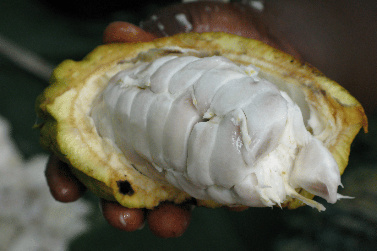 ilustrasi buah kakao