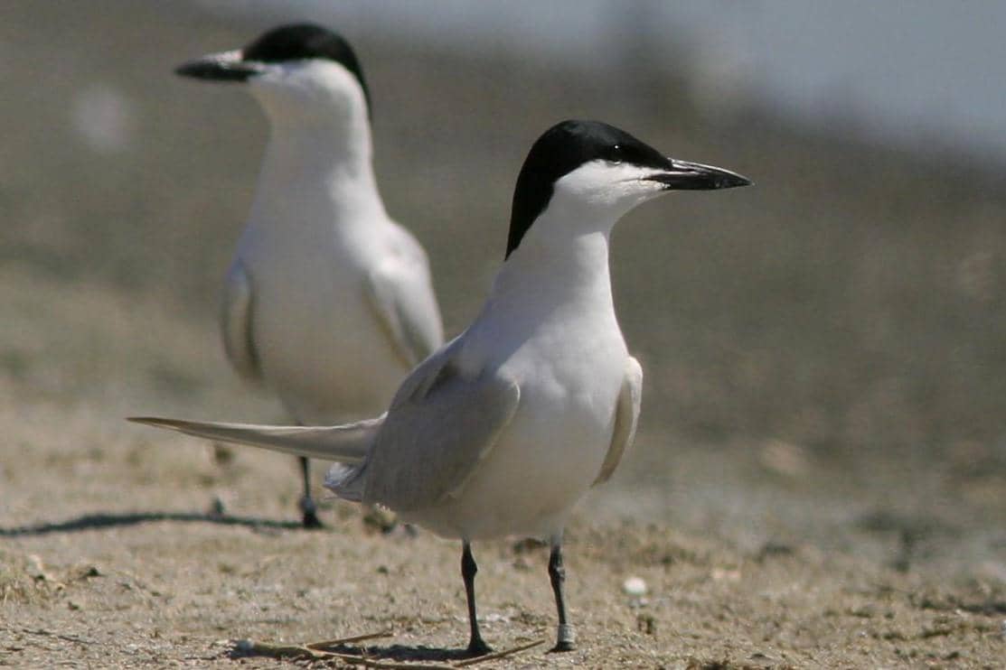 5 Fakta Dara Laut Tiram, Spesies yang Menyimpang dari Kebiasaan Koloni