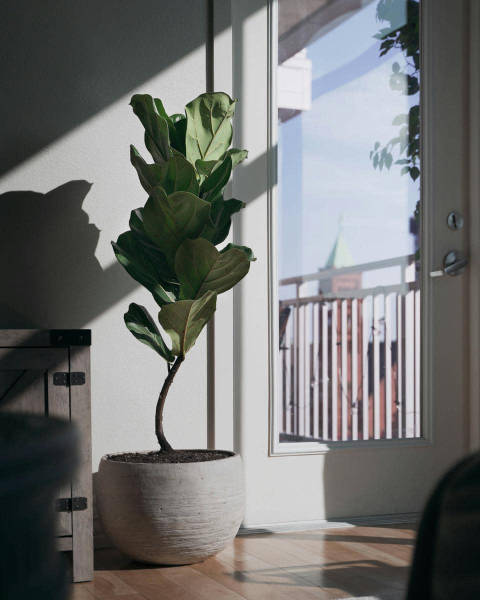 ilustrasi fiddle leaf fig