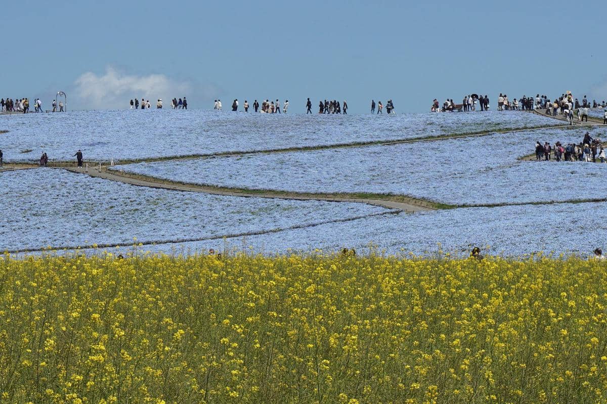 ilustrasi hamparan bunga nemophila di Hitachi Seaside Park