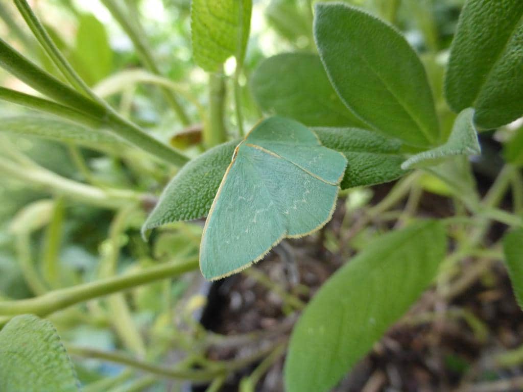 Ngengat Chlorocoma dichloraria