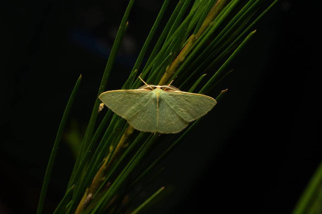 Ngengat Chlorocoma dichloraria