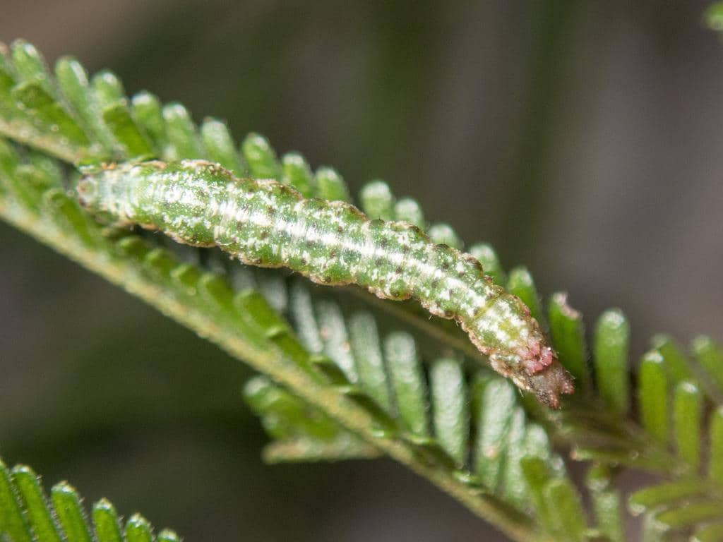 Larva Chlorocoma dichloraria