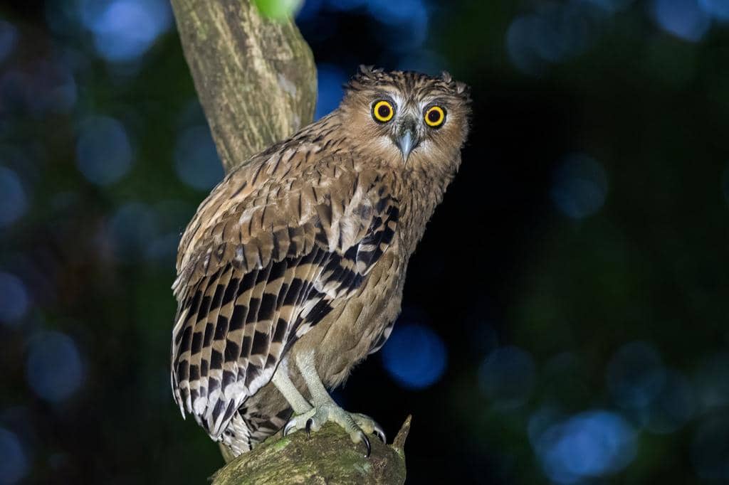 Burung Ketupa ketupu