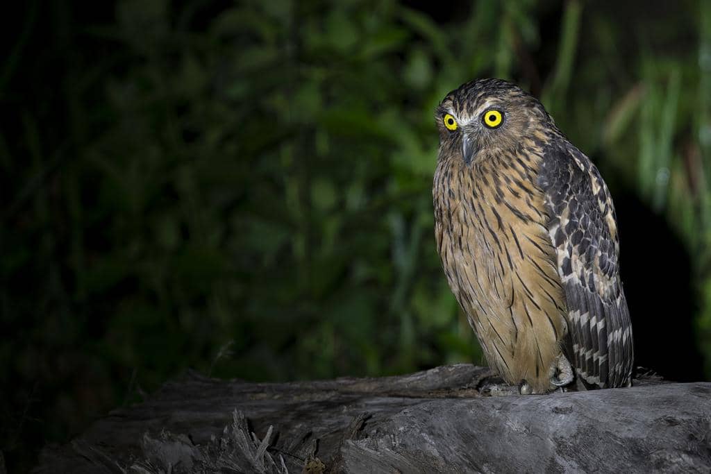 Burung Ketupa ketupu